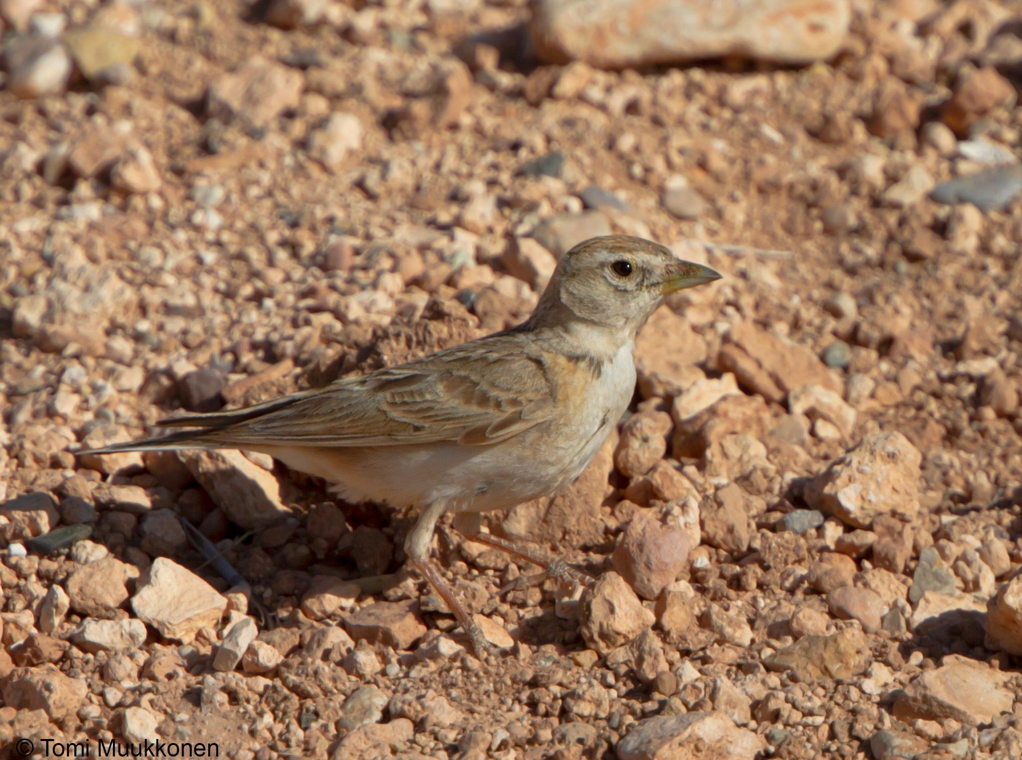 Super katta xoroz rasmlar